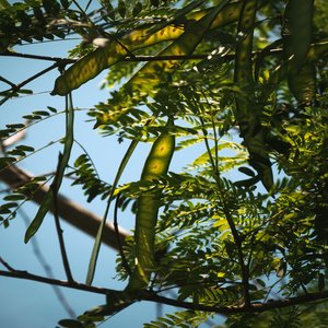 Plant