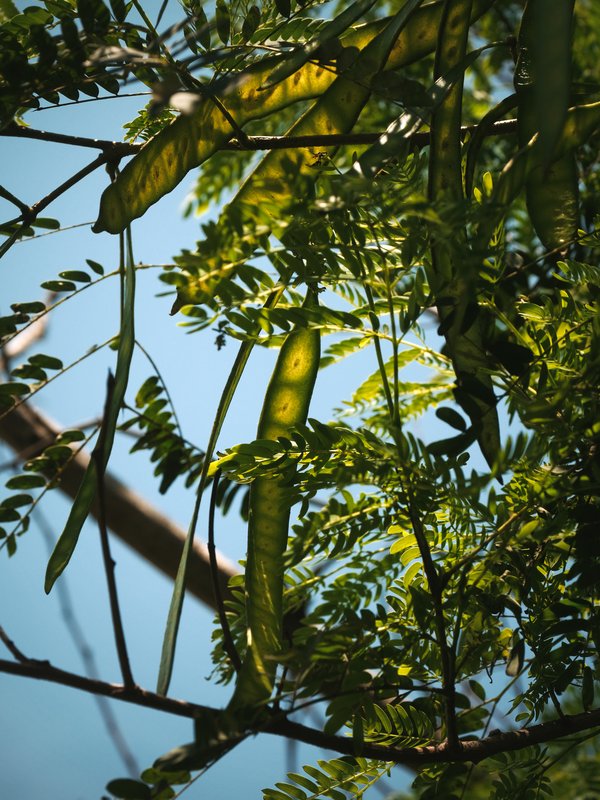Plant