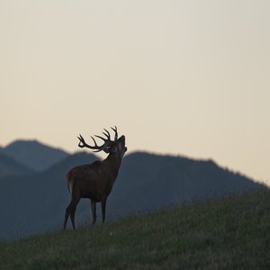 Wildlife Tour