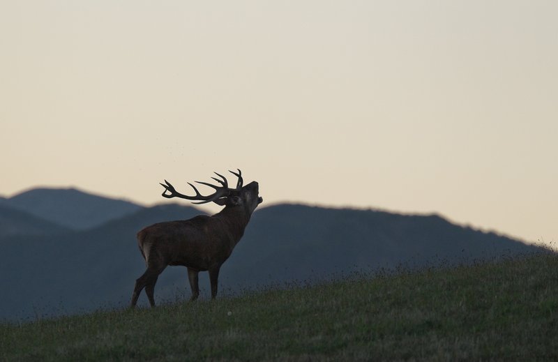 Wildlife Tour