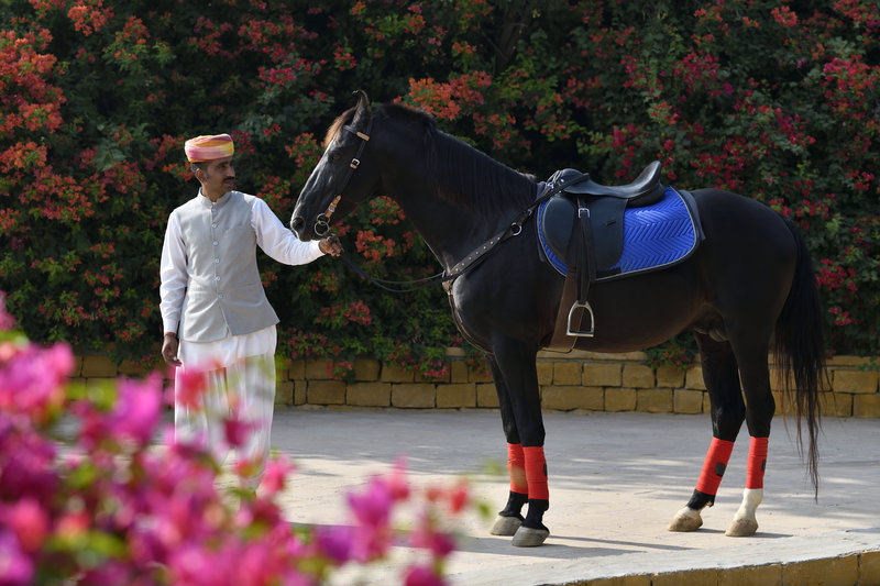 Horse Riding - In-house Activity