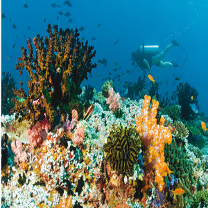 Diving on the house reef
