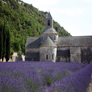 The Provence "Champs de Lavande"