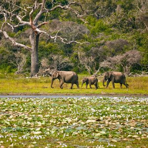 Minneriya Elephant Safari