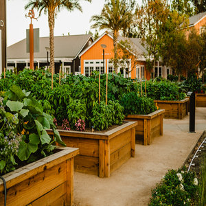 On-site Culinary Gardens