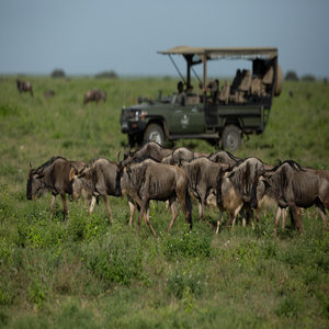 Game Drive