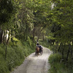 Carriage Tour at Natural pathway