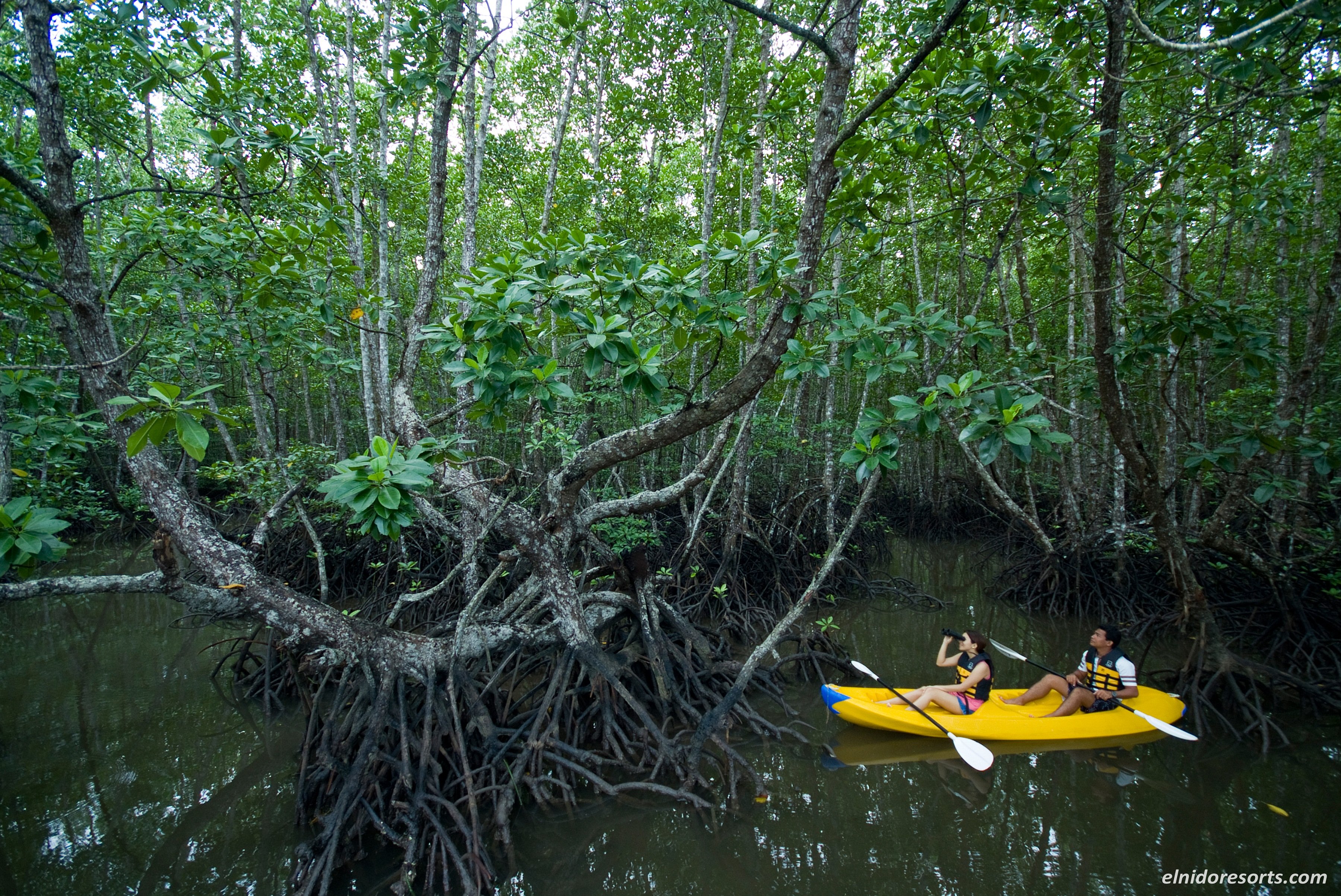 Mangrove Tour