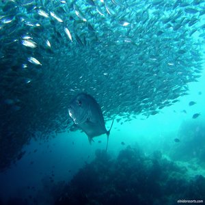 Swim with 1.5 meter Jackfish