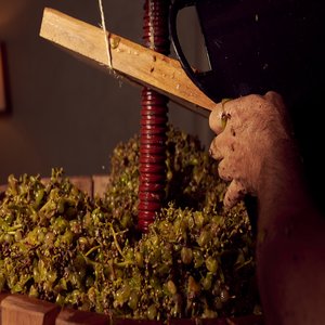 Harvesting at the Wine Atelier