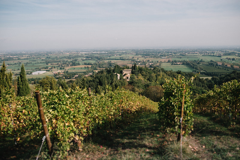 Vineyard