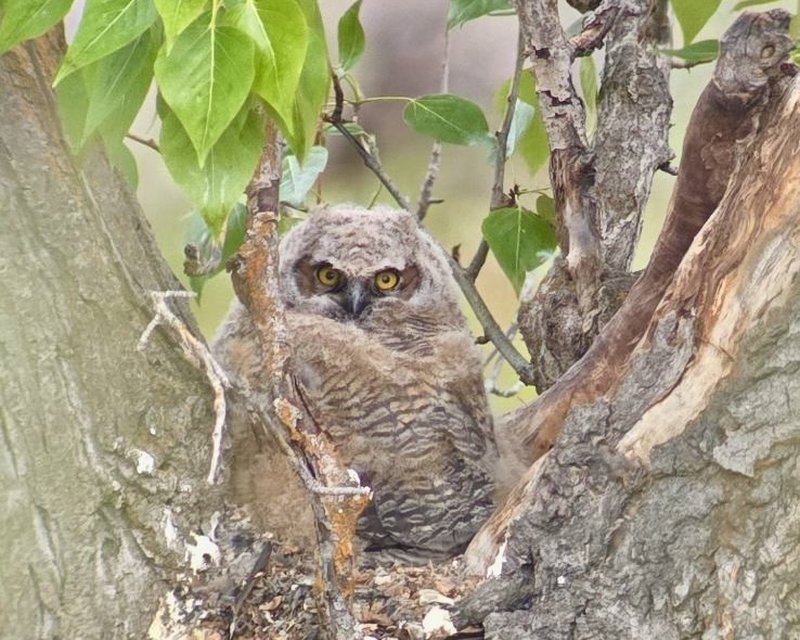 A Resident Juvenile Great Horned Owl