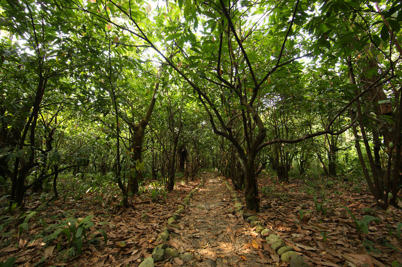 Cacao Grove