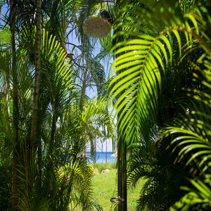 Outdoor beach shower nestled between the ferns