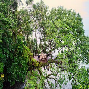 Treetop Dining