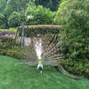 Peacock On The Lawn