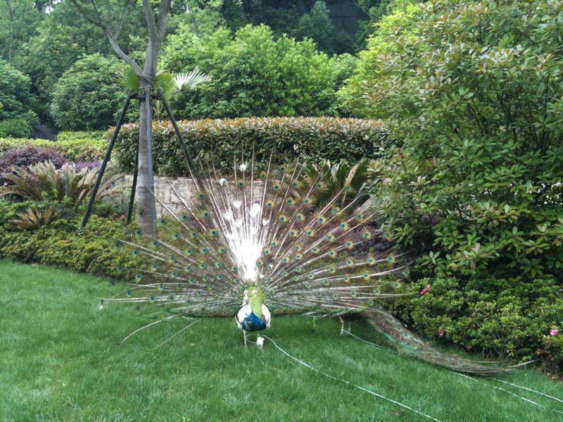 Peacock On The Lawn