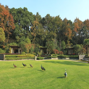 Peacocks On The Lawn