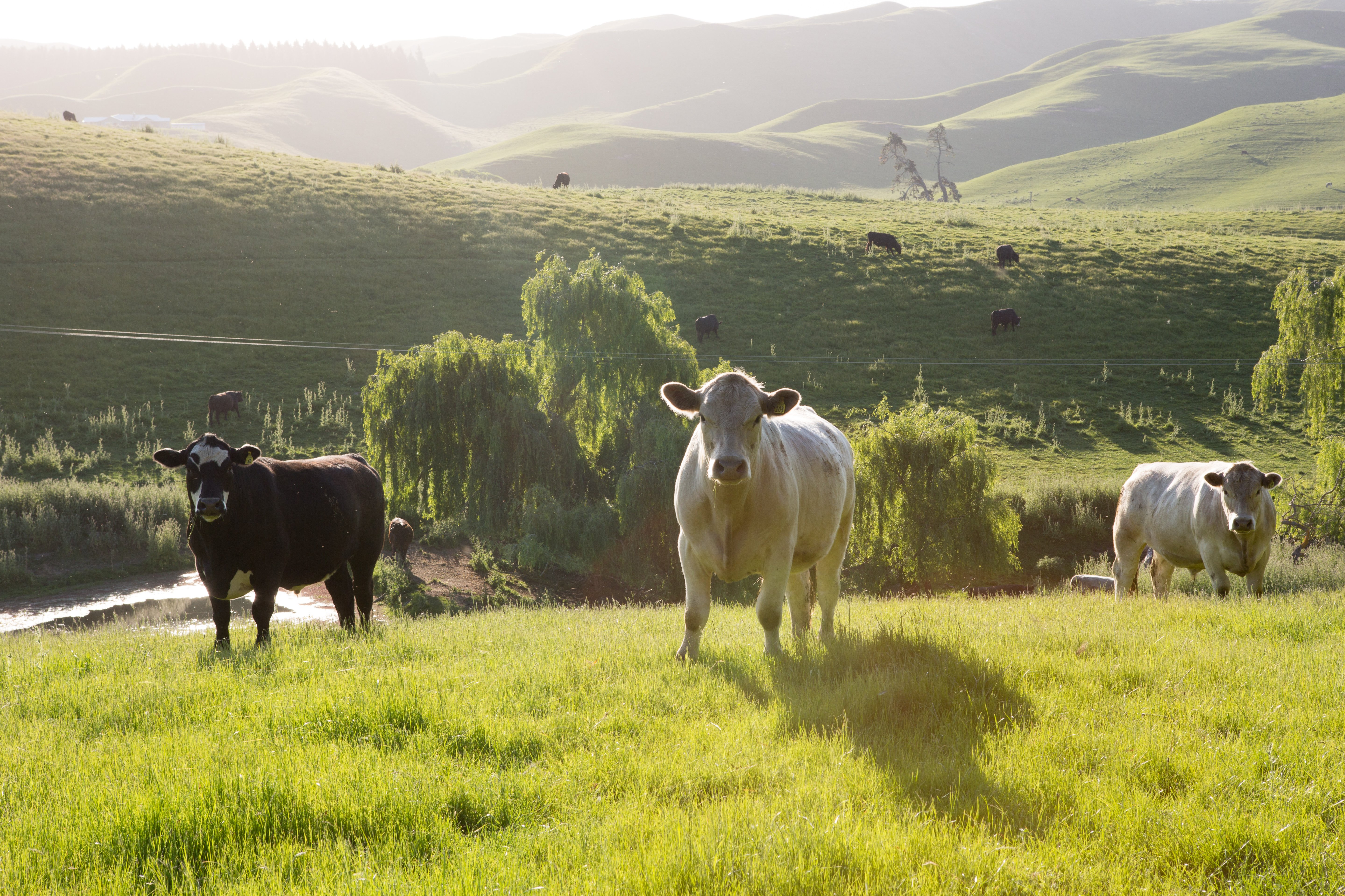 Greenhill Farm Cattle