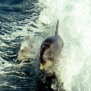 Mother And Baby Dolphin in action