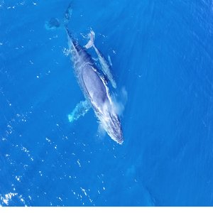 Whale Watching from June to October