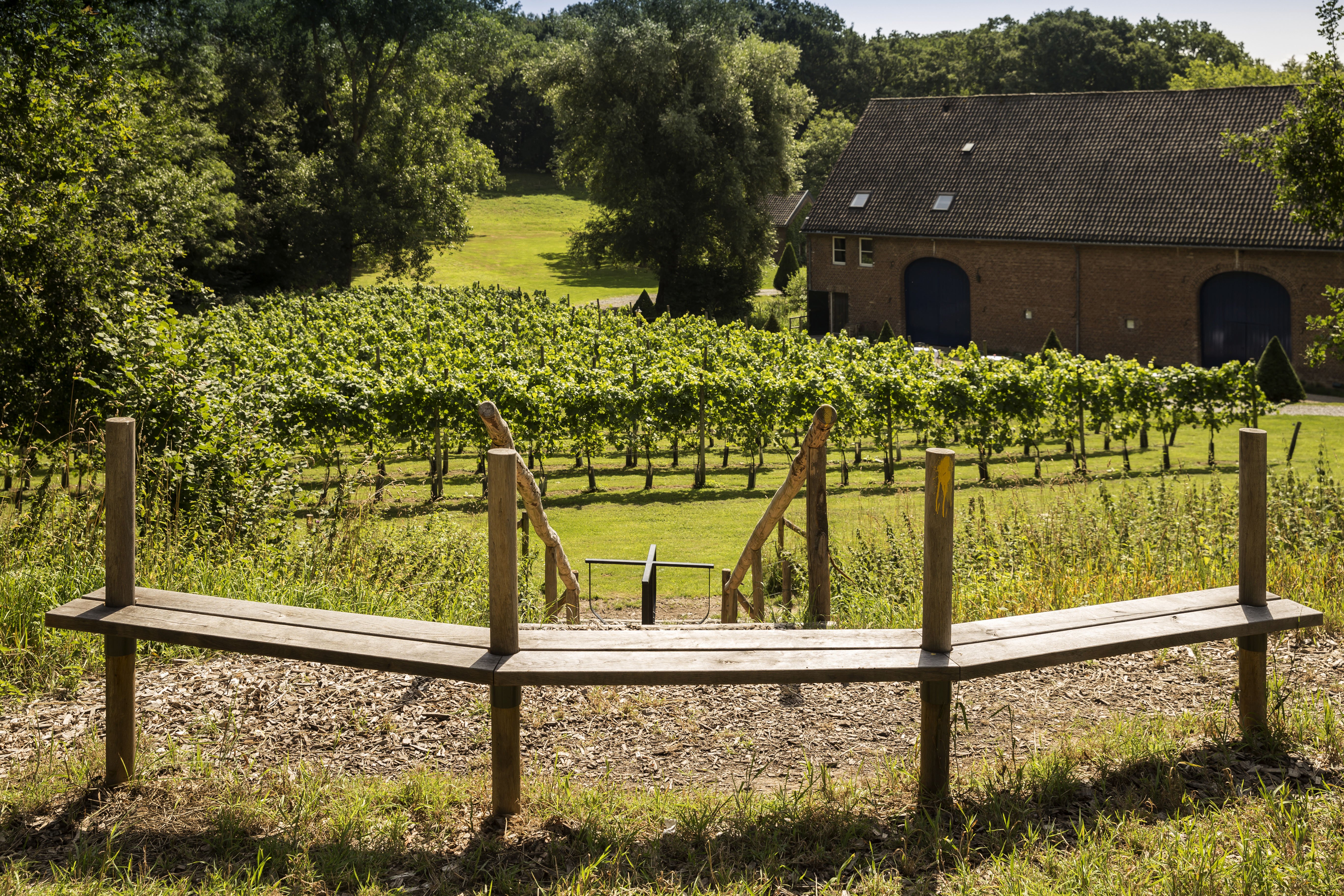 Vineyard