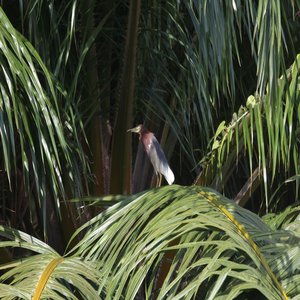 Wild Bird