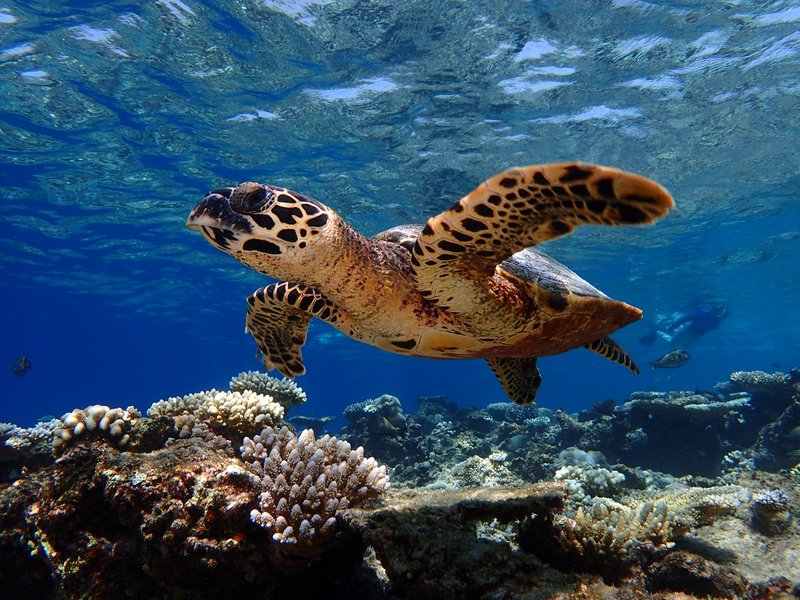 Baros Maldives Housereef Turtles