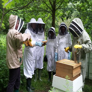 A Visit to the Bees