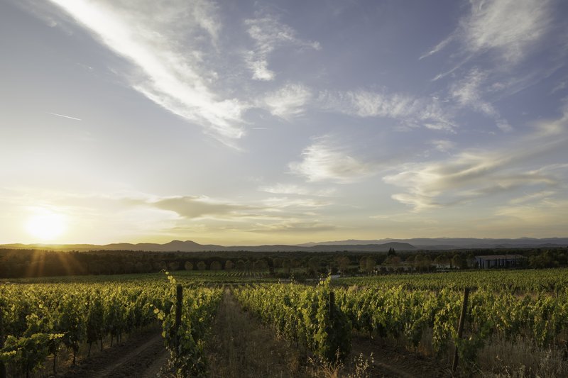 Nature Reserve Vineyard