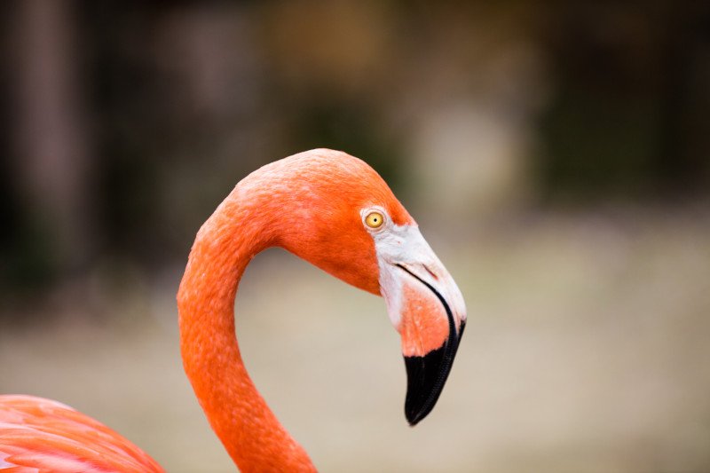 Flamingo - National Bird of The Bahamas