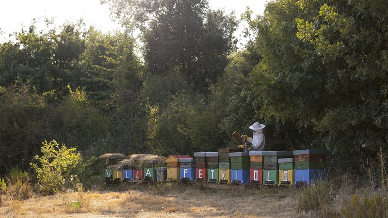 Organic Estate - Honey & Bees