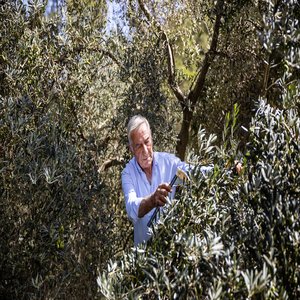 Collecting Olives the Traditional Way