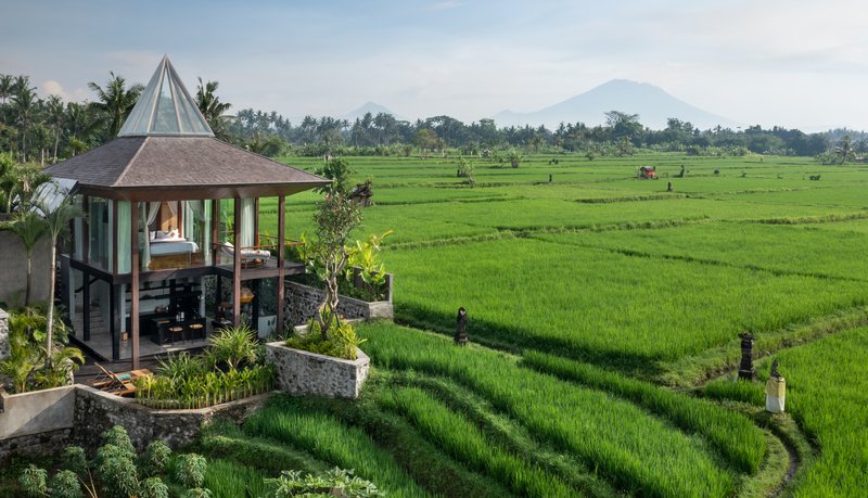 Rice Paddy View